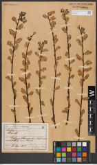 Foto von Salix aurita L.